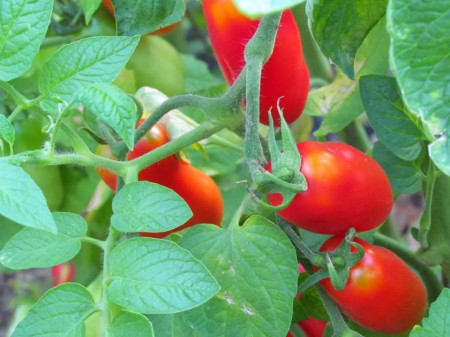 San Marzano (150 seminte) tomate lunguete soi semitimpuriu, Opal