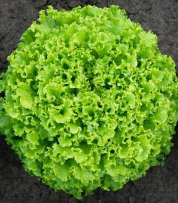 Sementel (5000 seminte) drajate si pregerminate de salata cu frunze foarte crocante de culoare verde inchis, Bejo