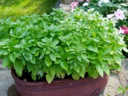 Seminte Busuioc Mini (0.8 gr), seminte plante medicinale busuioc mini, Florian