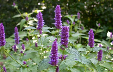 Seminte Lophantus Anisatus Aromat de Buzau (2 g) plante melifere, ramane inflorita 6 luni, SCDL Buzau