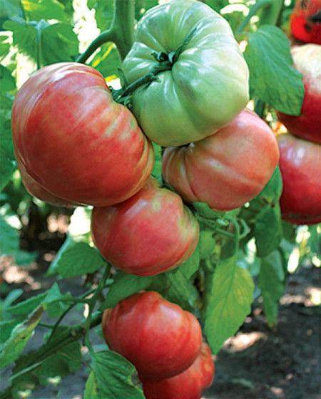 Seminte tomate de gradina gigant rosu (5 gr), cu crestere nedeterminata, Florian Bulgaria