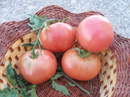 Seminte tomate Ideal Roz (0.2 gr), Rozov Ideal, soi nedeterminate semitimpurii, Opal