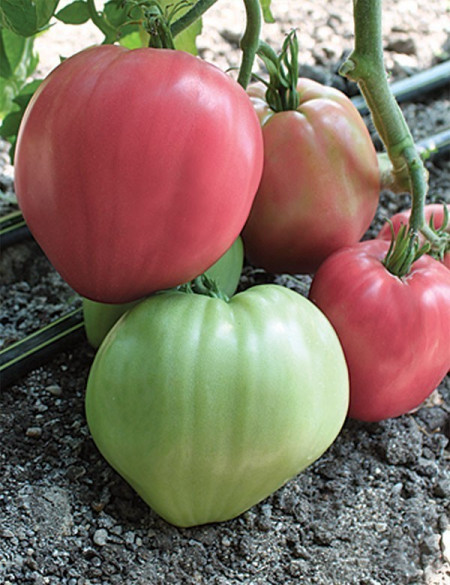 Seminte tomate Rozov Dar (Dar Roz), 1000 seminte, tip Inima de Bivol Gigant, Florian