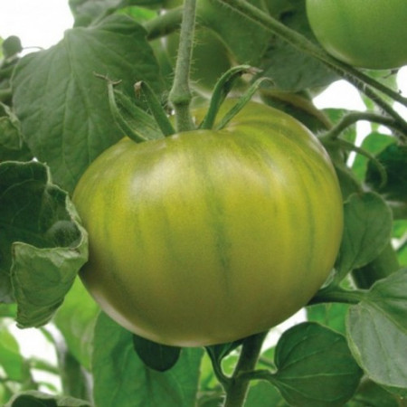 Smarald (100 seminte) tomate verzi timpurii,nedeterminate, gust deosebit, Agrosem