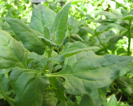 Spanac de Noua Zeelanda (4 gr) Agrosem
