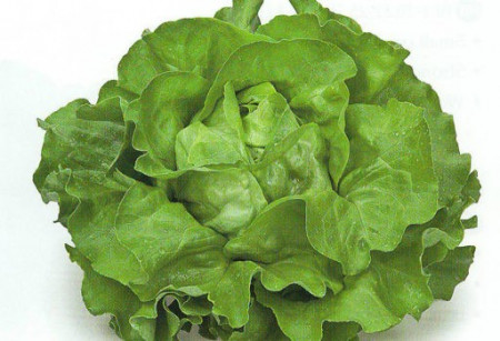 Sprinter (5 grame) salata verde de capatana maturitate la 45-50 zile primavara vara toamna pentru camp, Rijk Zwaan