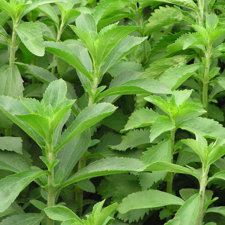 Stevie (Stevia) 25 seminte de Stevia rebaudiana, indulcitor natural, Opal