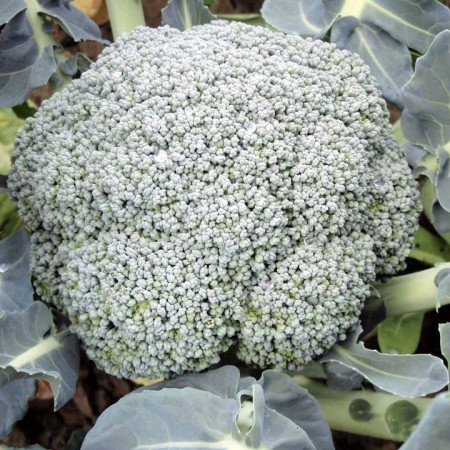 Stromboli F1-1000 sem.- seminte de broccoli primavara/toamna,75-80 zile,1-1,5kg de la Hazera