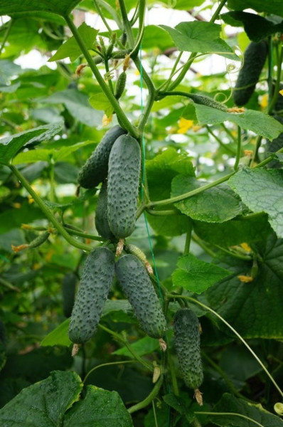 SV 4097 CV F1 (1000 seminte) castraveti tip cornichon, Seminis