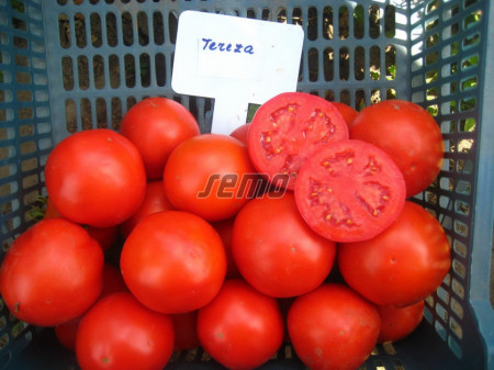 TEREZA F1 seminte tomate (1000 sem) hibrid tomate de camp timpurii, planta viguroasa si productiva, Semo Cehia