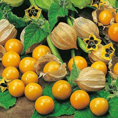 TOMATILLO AMARYLLA (Physalis ixocarpa) - 0.5 gr - Seminte de TOMATILLO AMARYLLA Physalis ixocarpa Gust Specific Dulce Acrisor
