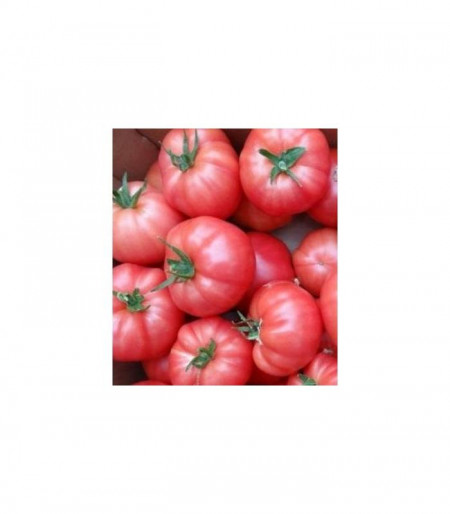 Aphen F1 (10 seminte) de tomate roz cu crestere nedeterminata, extratimpurii, Clause