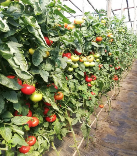 Audaz F1 (500 seminte) tomata timpurie nedeterminata, Nunhems