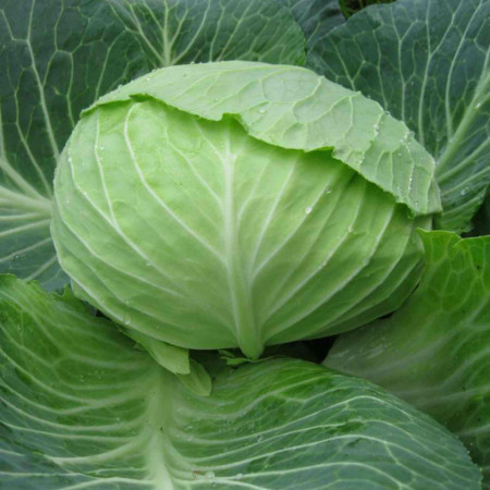 Autumn King F1 (TCA 542) (2500 seminte) de varza cu fructe plate si frunze subtiri fiind cel mai utilizat hibrid de catre fermieri, Takii Seeds