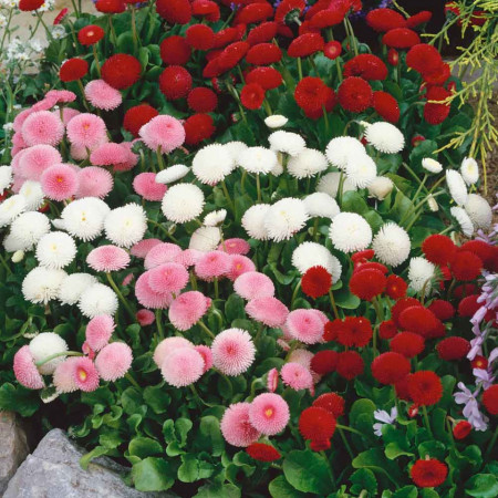 Banutei Mix (0.15 grame) seminte de flori planta perena anuala cu multe ramificatii Bellis perennis, Opal
