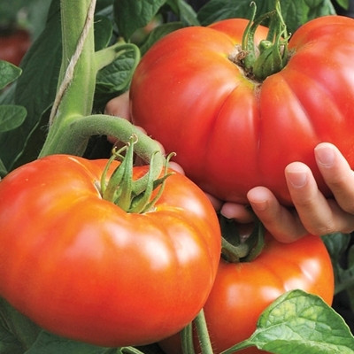 Beefmaster F1 (30 seminte) tomate fructe foarte mari tip gigant, pulpa carnoasa, ferma si dulce tip Beef, Agrara