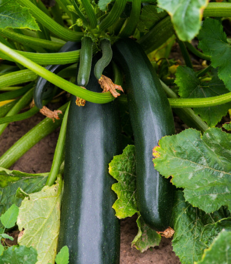 Black Beauty BIO (15 seminte) dovlecel zucchini ECO certificat ecologic, soi productiv, fara vrej, Agrosel