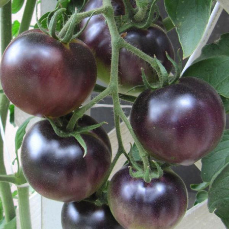 Black Cherry (70 seminte) de rosii cherry negre, fructe rotunde, mici de 20 gr, Seklos