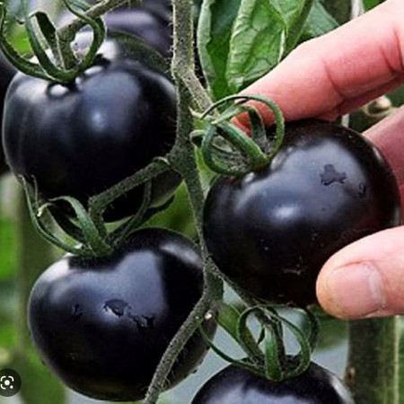 Blackball (30 seminte) rosii negre-indigo tip cherry, culoare negru intens indigo, rosii exotice, Chemyfarm