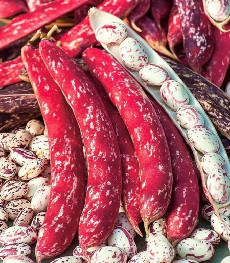 Borlotto Lingua di Fuoco (500 gr) seminte fasole pitica tarcata, Agrosem