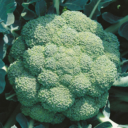 Broccoli Marathon F1 (1000 seminte) de broccoli, putere mare de adaptare, Sakata