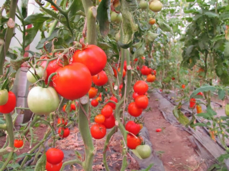 Buzau 47 (350 seminte) Seminte ,Tomate Romanesti Semitimpurii, Agrosem
