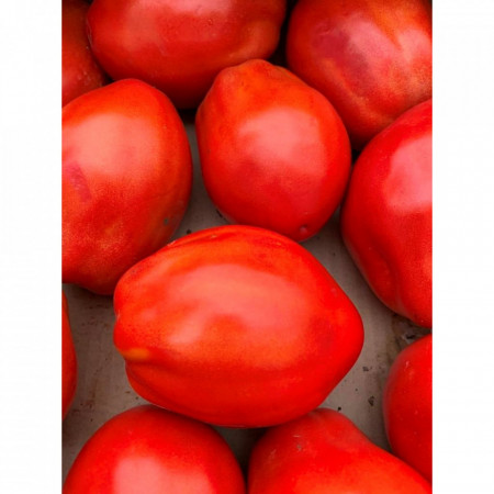 Cabosse F1 (100 seminte) rosii nedeterminate, fruct alungit si carnos, Vilmorin