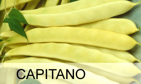 Capitano (500 gr) seminte fasole pitica cu pastaie lata, calitate superioara, ChemyFarm