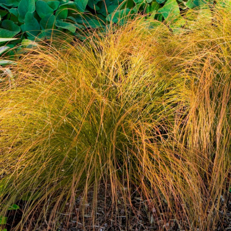 Carex Prairie Fire (ghiveci 1 l), planta perena ornamentala rogoz, culoare aramie-portocalie