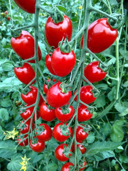 Cherry Mila (300 seminte) tomate Cherry in forma de prunisoare, Geosem Bulgaria