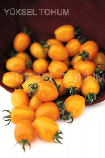 Chick F1 142-550 (100 seminte) de tomate nedeterminate tip cocktail tomato de culoare portocalie si o greutate cuprinsa intre 30-35 g/ fruct, Yuksel