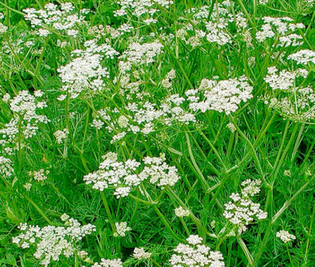 Chimion Medicinal (1.5 gr) seminte plante medicinale si aromatice chimion, Agrosem