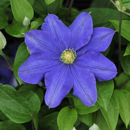 Clematite Fujimusume (1.5 m in ghiveci de 2 L), tufa ornamentala cataratoare Clematis, hibrid japonez cu flori incantatoare de culoare albastru luminos, cu stamine galbene in centru