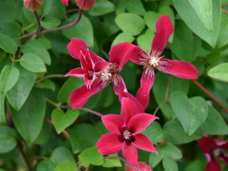 Clematite Gravetye Beauty (1.5 m in ghiveci de 2 L) tufa ornamentala cataratoare Clematis, cu flori deosebite in forma de crin, de culoare rosu profund si fructe pufoase decorative