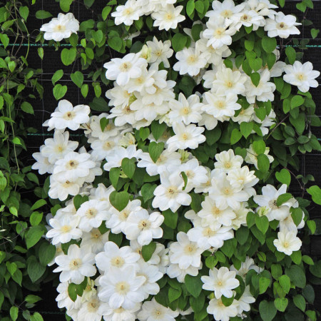 Clematite Guernsey Cream (1.5 m in ghiveci de 2 L), tufa ornamentala cataratoare Clematis, hibrid polonez cu flori mari, de culoarea untului, cu stamine galbene
