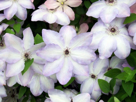 Clematite Ivan Olsson (1.5 m in ghiveci de 2 L), tufa ornamentala cataratoare Clematis, cu flori elegante, albe cu umbre de albastru deschis pe margini
