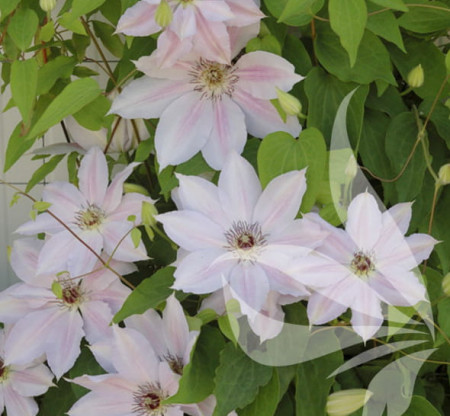 Clematite Matka Siedliska (ghiveci de 2 L) cu flori mari albe uneori usor roz, planta cataratoare Clematis