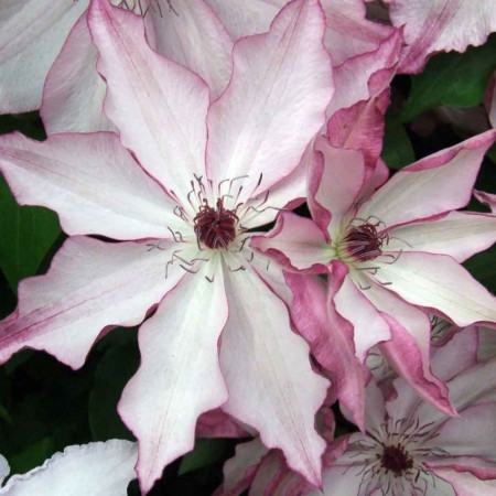 Clematite Omoshiro (1.5 m in ghiveci de 2 L), tufa ornamentala cataratoare Clematis, varietate japoneza cu flori mari, intr-o combinatie delicata de alb si roz