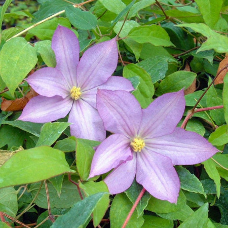 Clematite Proteus (ghiveci 2 L), tufa ornamentala cataratoare Clematis, flori simple si duble mov-roz