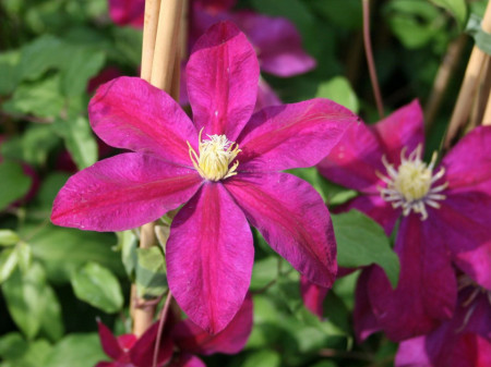 Clematite Sunset (ghiveci 2 L) cu flori mari, stelate, cu petale colorate intens in bordo si purpuriu, cu centrul auriu, planta cataratoare Clematis, Yurta