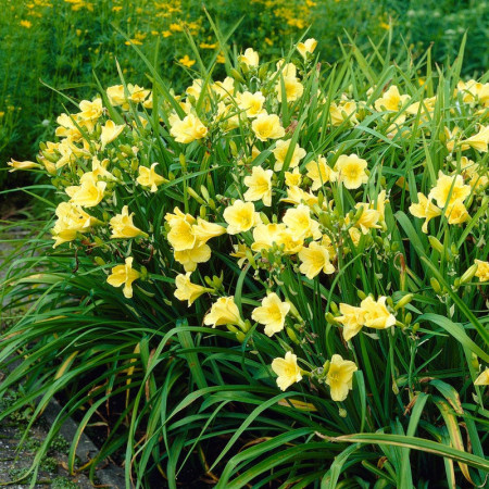 Crin Hemerocallis Big Time Happy (ghiveci 1,5 L), crin de o zi cu flori mari, gofrate, galben luminos