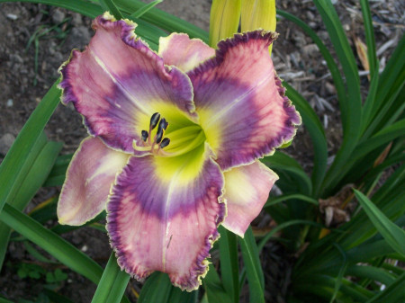 Crin Hemerocallis Mildred Mitchell (ghiveci 1,5 L), crin de o zi cu flori mari, deosebite, colorate roz, violet si galben
