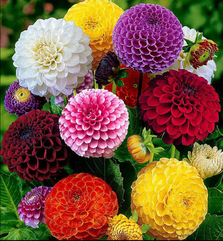 Dalia Pompon (60 seminte) de dalia mix pompon flori in forma unui glob, Opal