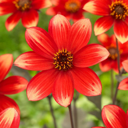 Dalie Dahlegria Bicolor (1 bulb), dalie superba cu petale simetrice, intr-o combinatie uimitoare de stacojiu si galben luminos, bulbi de flori