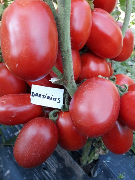 Darsirius (30000 seminte) Seminte de rosii semitimpurii determinate romanesti de la SCDL Buzau