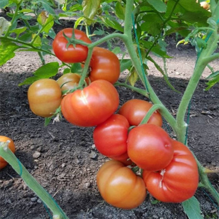 Devonet F1 (500 seminte), rosii crestere semideterminata extratimpurii, Syngenta