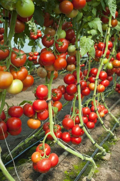 Doufu F1 (1000 seminte) tomate cu crestere nedeterminata usor de cultivat deoarece plantele sunt bine echilibrate cu port deschis si generativ, Rijk Zwaan