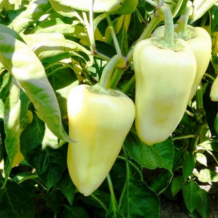 Etele F1 (1000 seminte) de ardei conic galben si dulce (de umplut) crestere continua ce ofera cele mai bune rezultate in ceea ce priveste capacitatea de productie dimensiunea fructelor si calitatea acestora, Duna-R