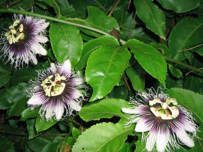 Floarea pasiunii (3 seminte) planta perena urcatoare deosebita, Agrosem