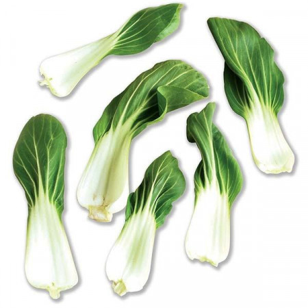 Foioasa Pak Choy Shanghai (500 seminte) varza de salata baby leaf cu frunze mici pentru salata, Agrosel